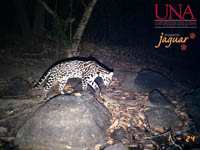 Jaguar 6